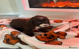 Cocker Spaniel dogs for sale: Cocker spaniel puppies - Image 19