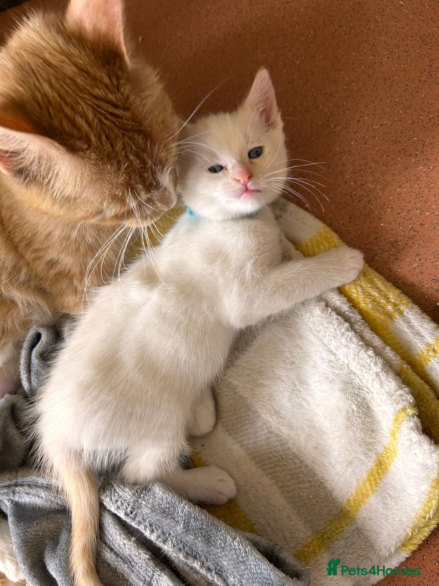 Mixed Breed cats 5 beautiful kittens   - Advert 5