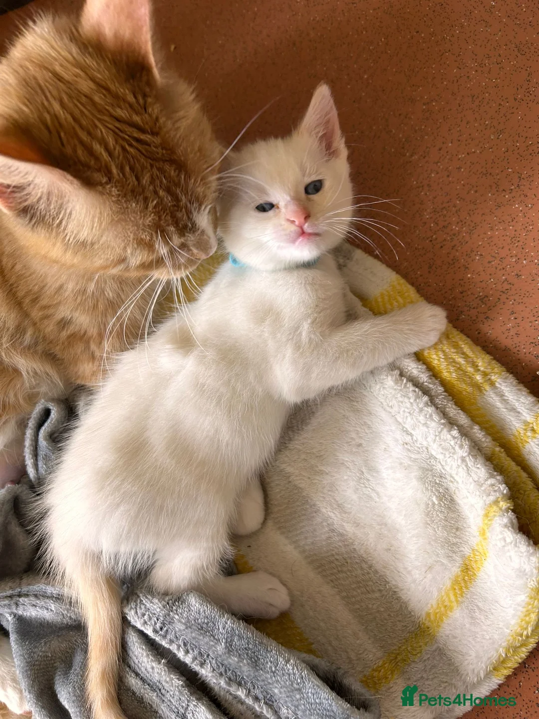Mixed Breed cats for sale: 5 beautiful kittens   - Advert 1