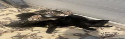Mixed Breed cats for sale: Six kittens in Leeds - Advert 4