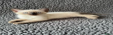 Devon Rex x Siamese Kitten 3