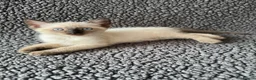 Mixed Breed cats for sale: Devon Rex x Siamese Kittens Ready End of June - Advert 7