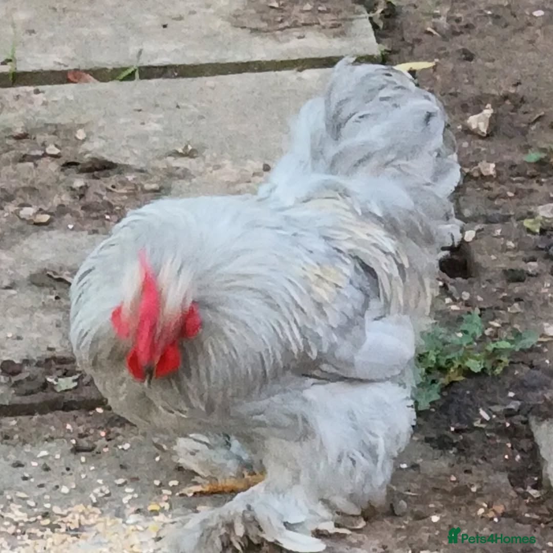 Chickens poultry for sale: Beautiful pet cockerels - Advert 2