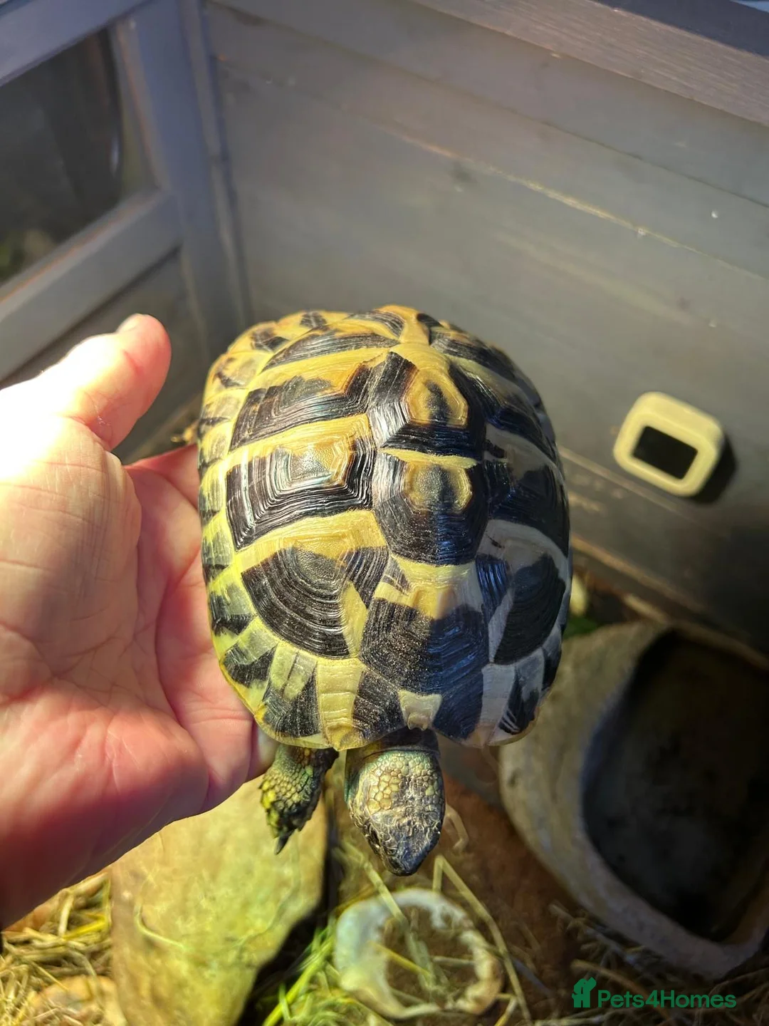 Tortoise reptiles for sale: Pair of tortoises  - Advert 2