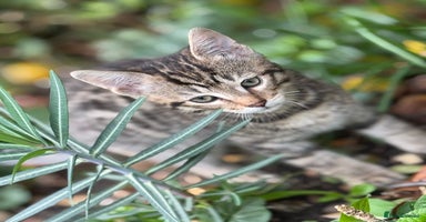 Bengal cats - Advert 3