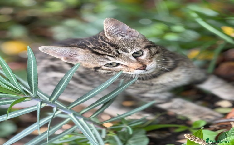 Bengal cats - Advert 10