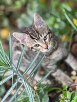 Bengal cats - Advert 3