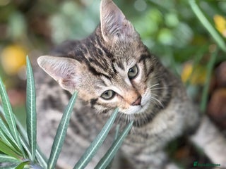 Bengal cats - Advert 12