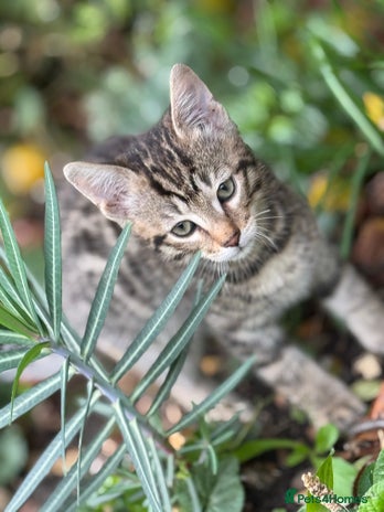 Bengal cats - Advert 10