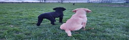 Labrador Retriever dogs for sale: Labrador Puppies for Sale  - Advert 7