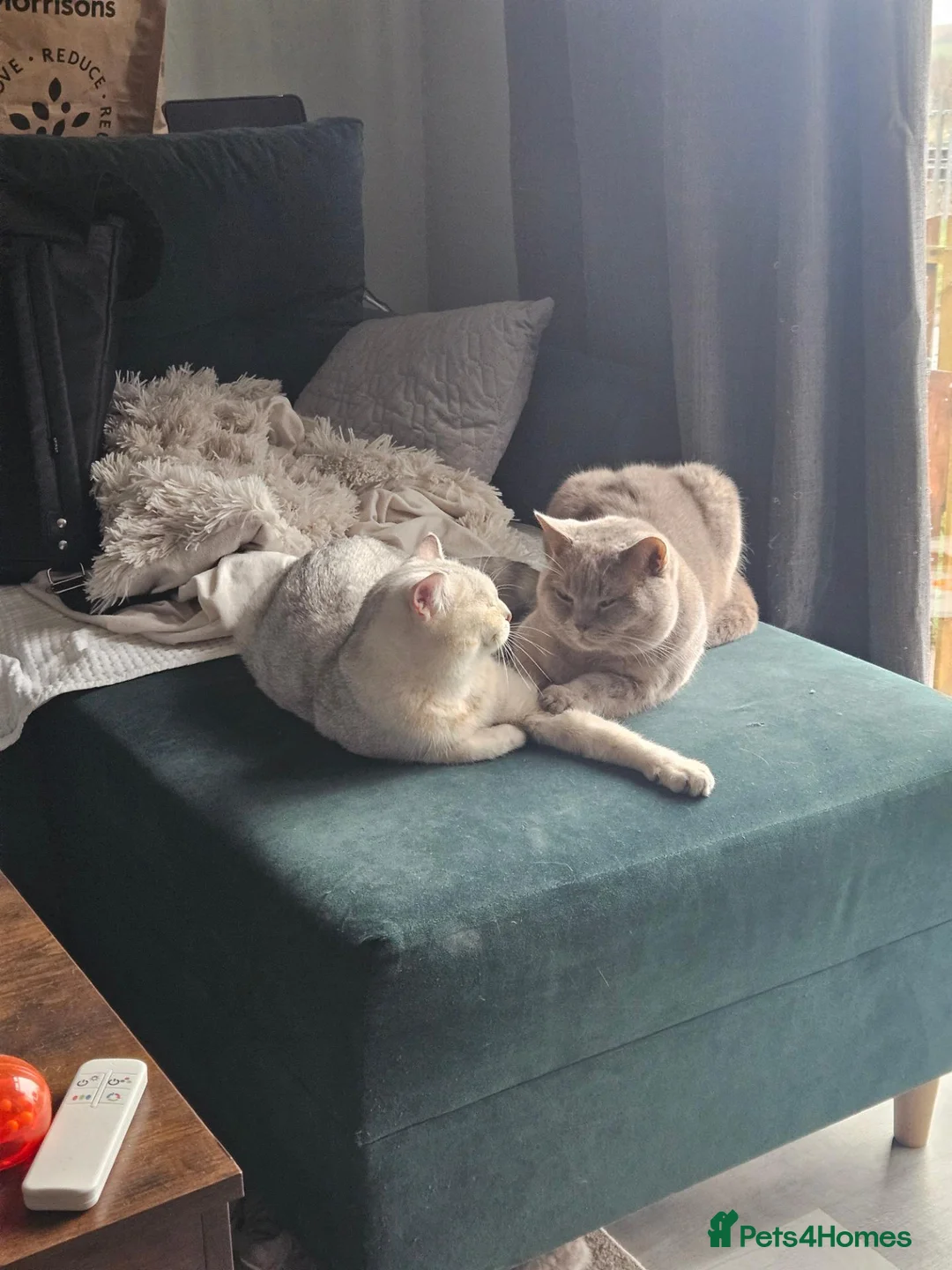 British Shorthair cats for sale: British Shorthair kittens!  - Advert 32