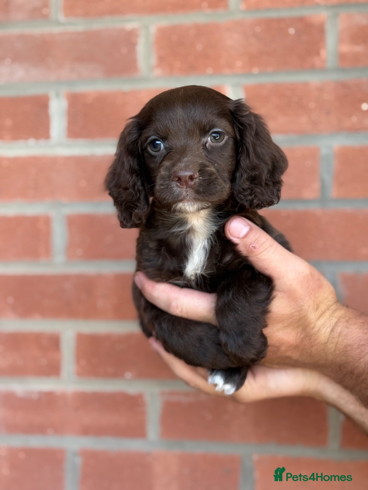 Cocker Spaniel dogs  Cocker spaniel puppys - Advert 1