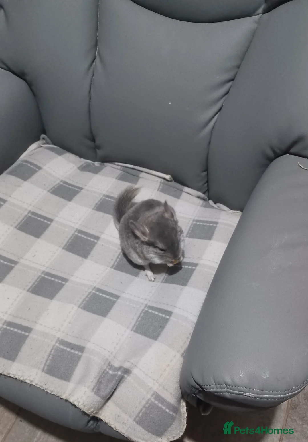 Chinchilla rodents for sale: Chinchilla kits 2 ready 2  for reservation  - Advert 1