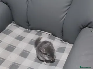 Chinchilla rodents Chinchilla kits 3 ready 2 for reservation - Advert 15