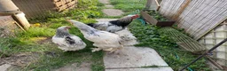 Chickens poultry for sale: 6 Polish Bantam hatching eggs - Advert 8