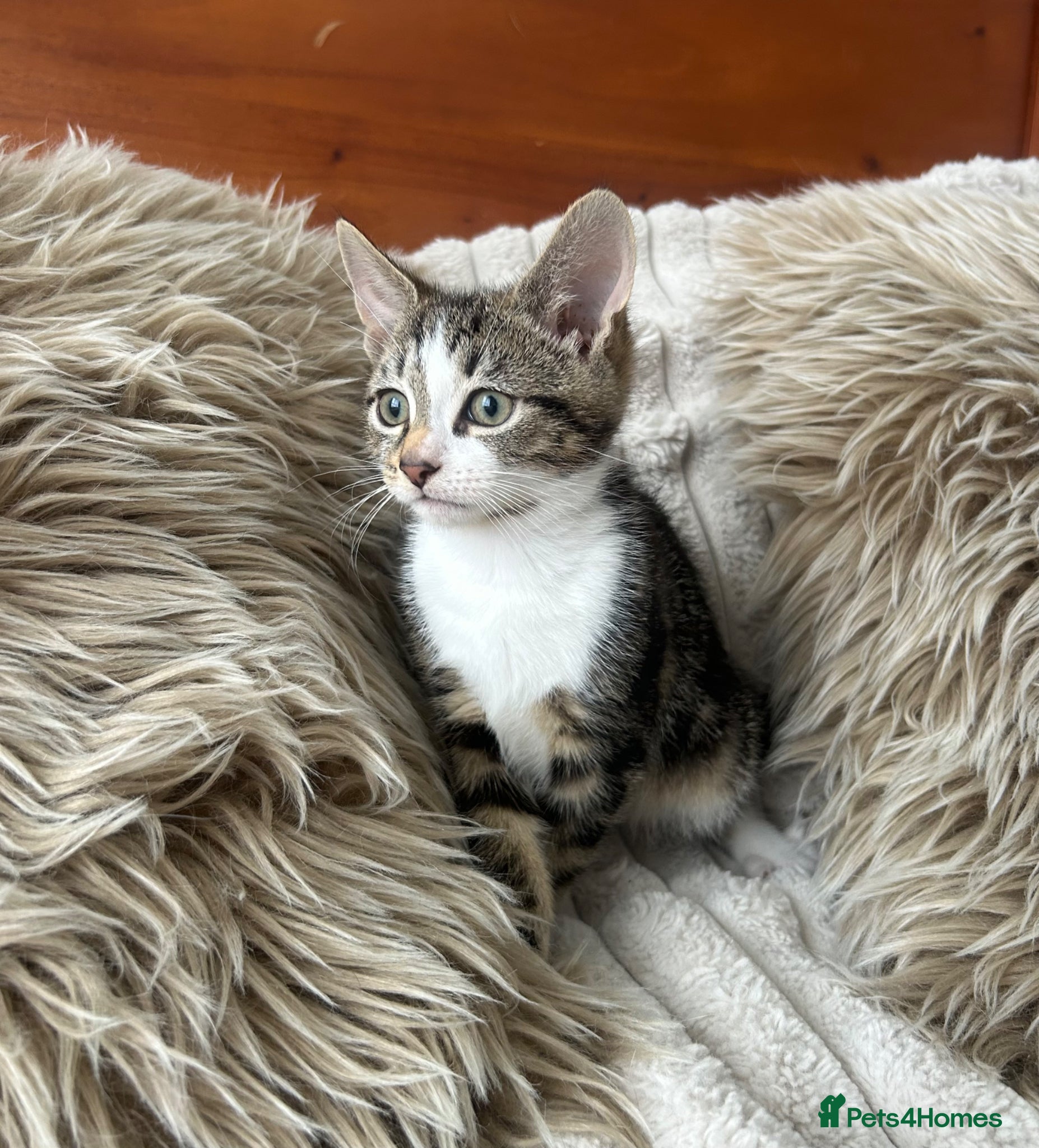 Mixed Breed cats Maincoon/tabby kittens 🐈‍⬛❤️ - Advert 2