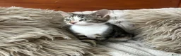 Mixed Breed cats for sale: Maincoon/tabby kittens 🐈‍⬛❤️ - Advert 17