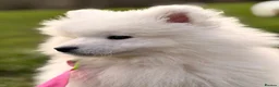 Samoyed dogs for sale: Lovely 1 GIRL Samoyed puppy - Advert 26