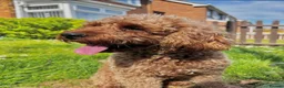 Cavapoo dogs for sale: Health Tested cavapoos- males-DNA tested parents - Advert 20