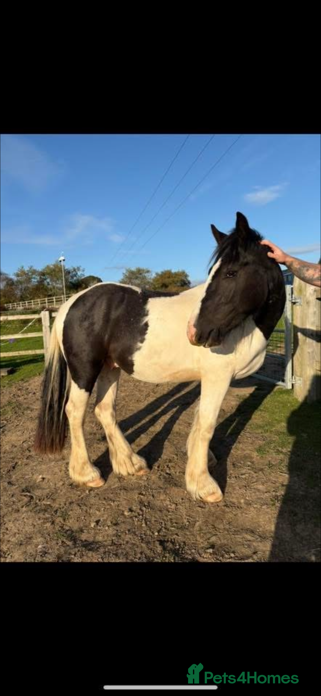 Irish Cob horses for sale: 14hh 3 year old gelding  - Advert 1