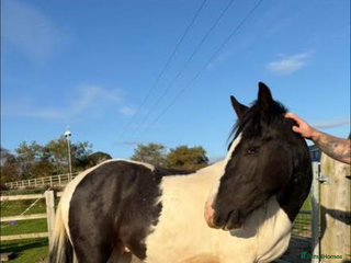 Irish Cob horses 14hh 3 year old gelding - Advert 1
