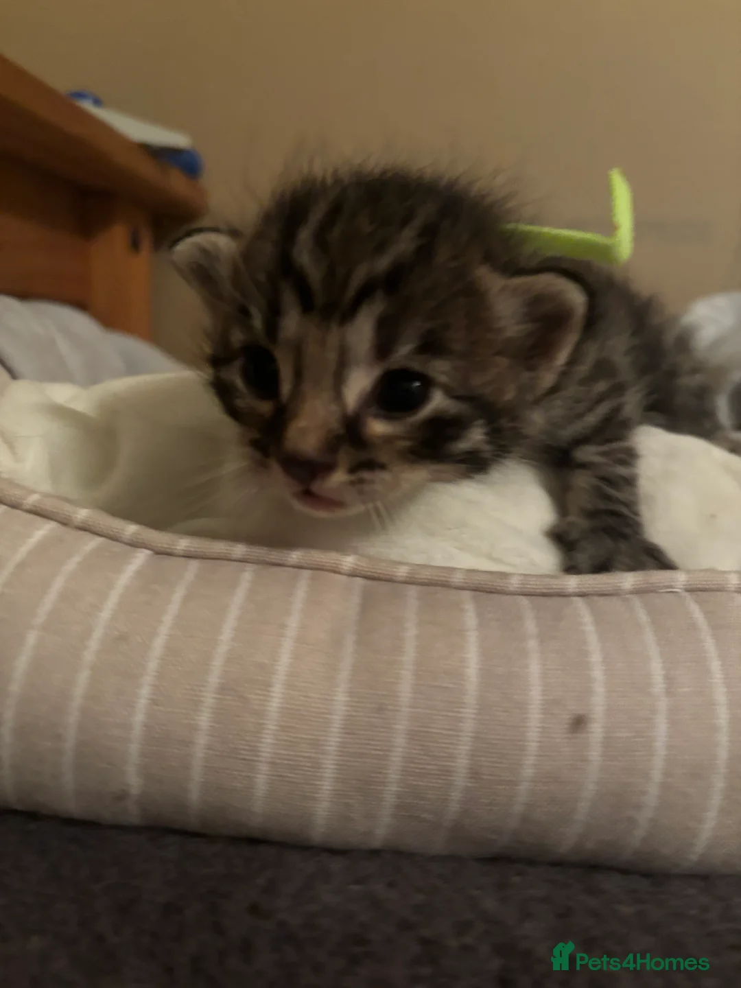 Mixed Breed cats for sale: mixed breed kittens for sale  - Advert 4