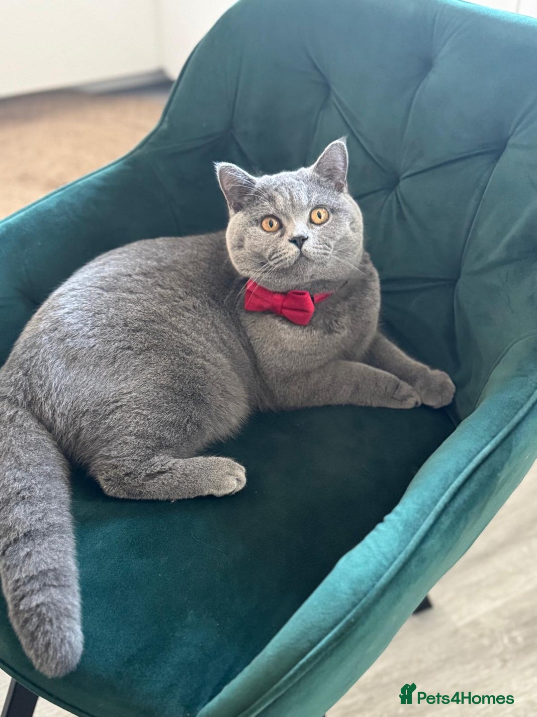 British Shorthair cats for sale: British shorthair cats Gccf registered  - Image 4