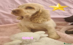 Cocker Spaniel dogs for sale: 🐶PRA FA HEALTH TESTED Show Cocker Spaniels Ready - Image 36