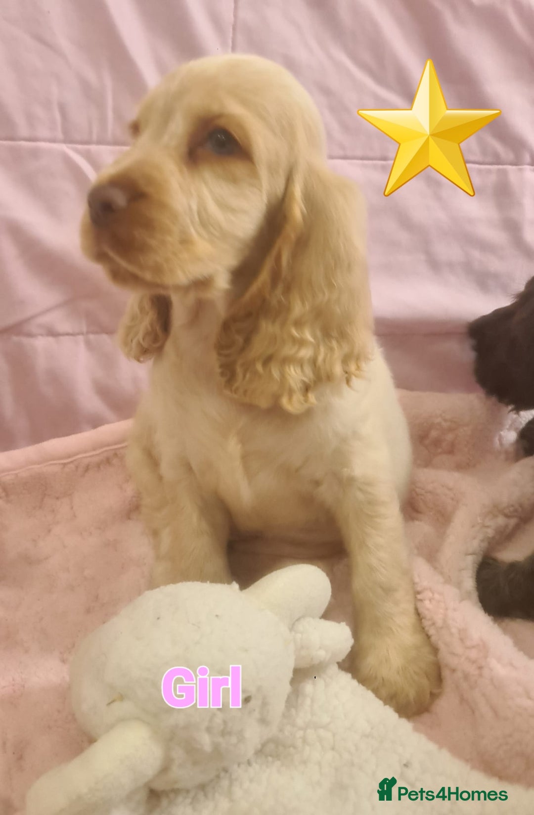 Cocker Spaniel dogs for sale: 🐶PRA FA HEALTH TESTED Show Cocker Spaniels Ready - Image 36