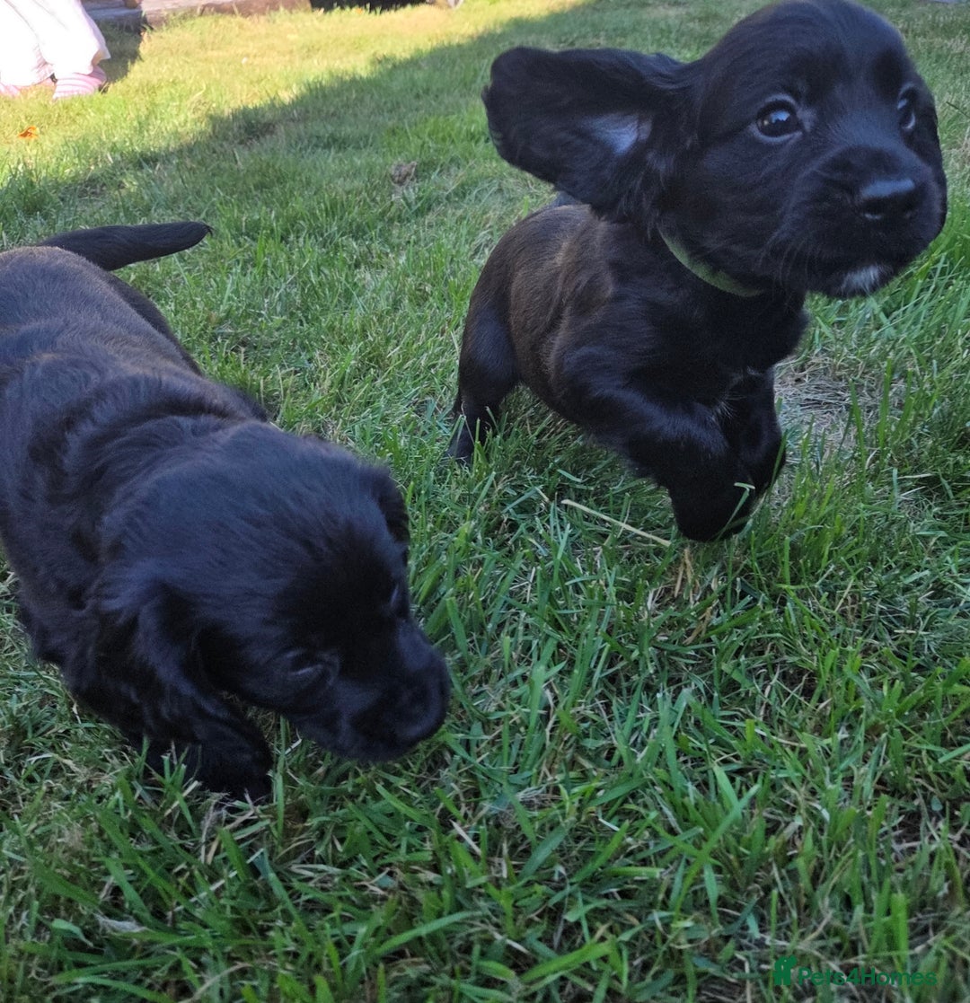 Cocker Spaniel dogs for sale: Working cocker spaniel pups - Image 14