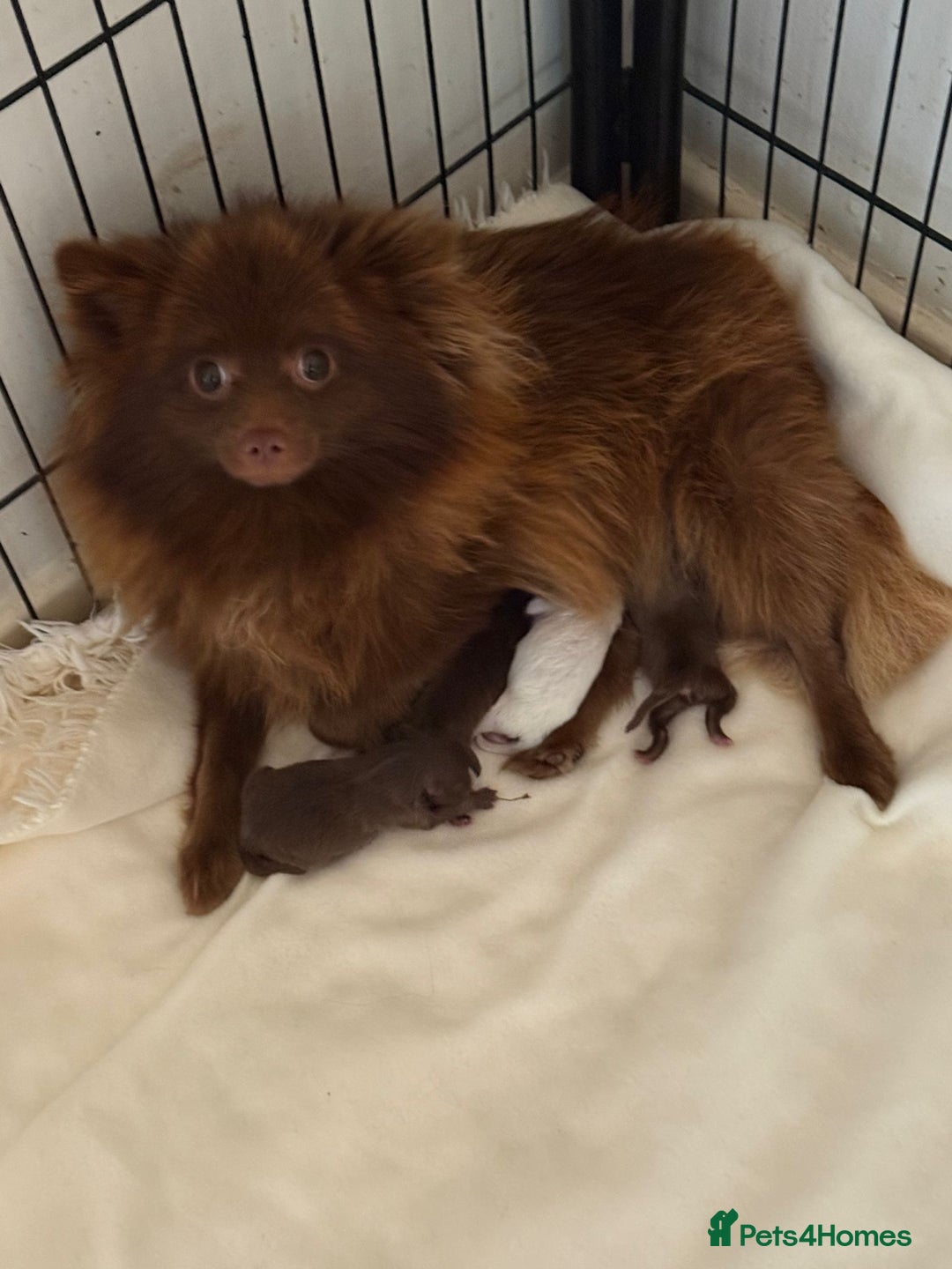 Pomeranian dogs for sale: POMERANIAN FEMALE KENNEL CLUB REGISTERED 🧸 FACES - Advert 8