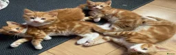 Mixed Breed cats for sale: Lovely kittens for sale  - Advert 7