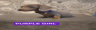 Miniature Dachshund Puppy 3