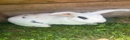 French Lop rabbits for sale: Beautiful super friendly neutered male lop - Advert 4