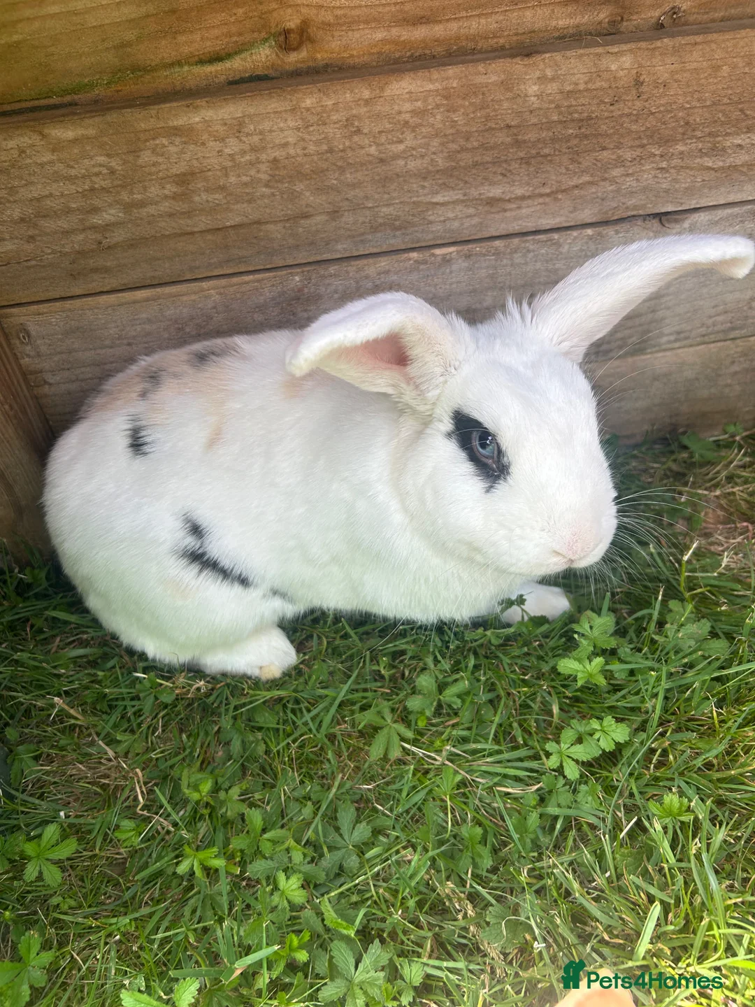French Lop rabbits for sale: Beautiful super friendly neutered male lop - Advert 4