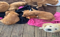 Golden Retriever dogs for sale: KC health checked outstanding temperaments  - Advert 17