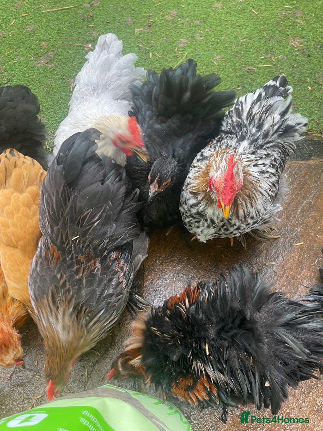 Chickens poultry for sale: Pekin Bantam Hens & Cockerels - Advert 15