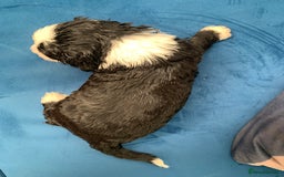 Sheepadoodle dogs for sale: Medium Sheepadoodle Puppies Available  - Image 18