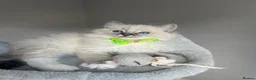Ragdoll cats for sale: GCCF ragdoll kittens for sale - Advert 11