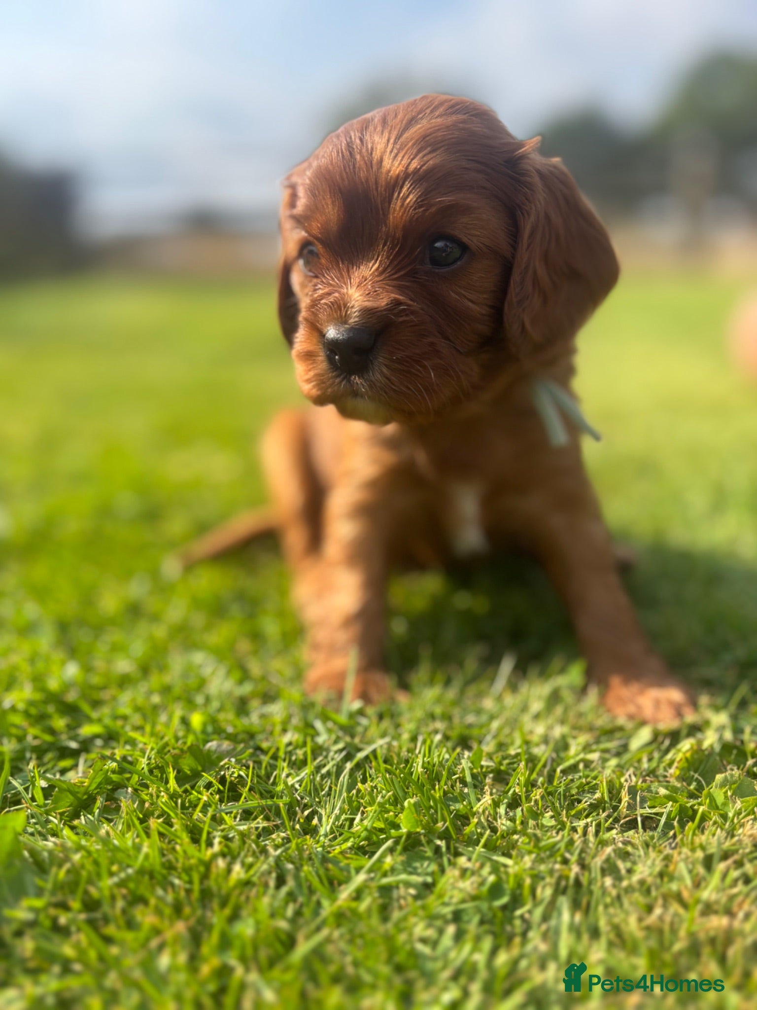 Cavalier King Charles Spaniel dogs Beautiful KC reg CKCS litter 💛  - Advert 2