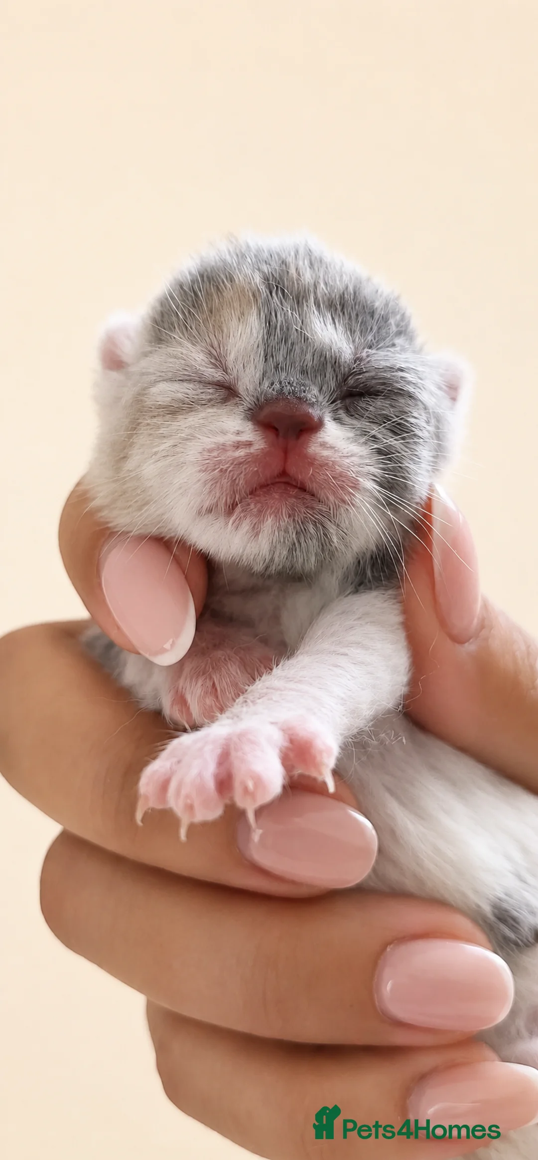British Shorthair cats for sale: CHAMPION BRITISH SHORTHAIR 🏆  - Advert 1