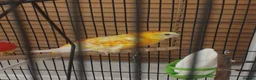 Parakeets birds for sale: **Beautiful Rare Mutation Red-Rumped Parakeet in London - Advert 6
