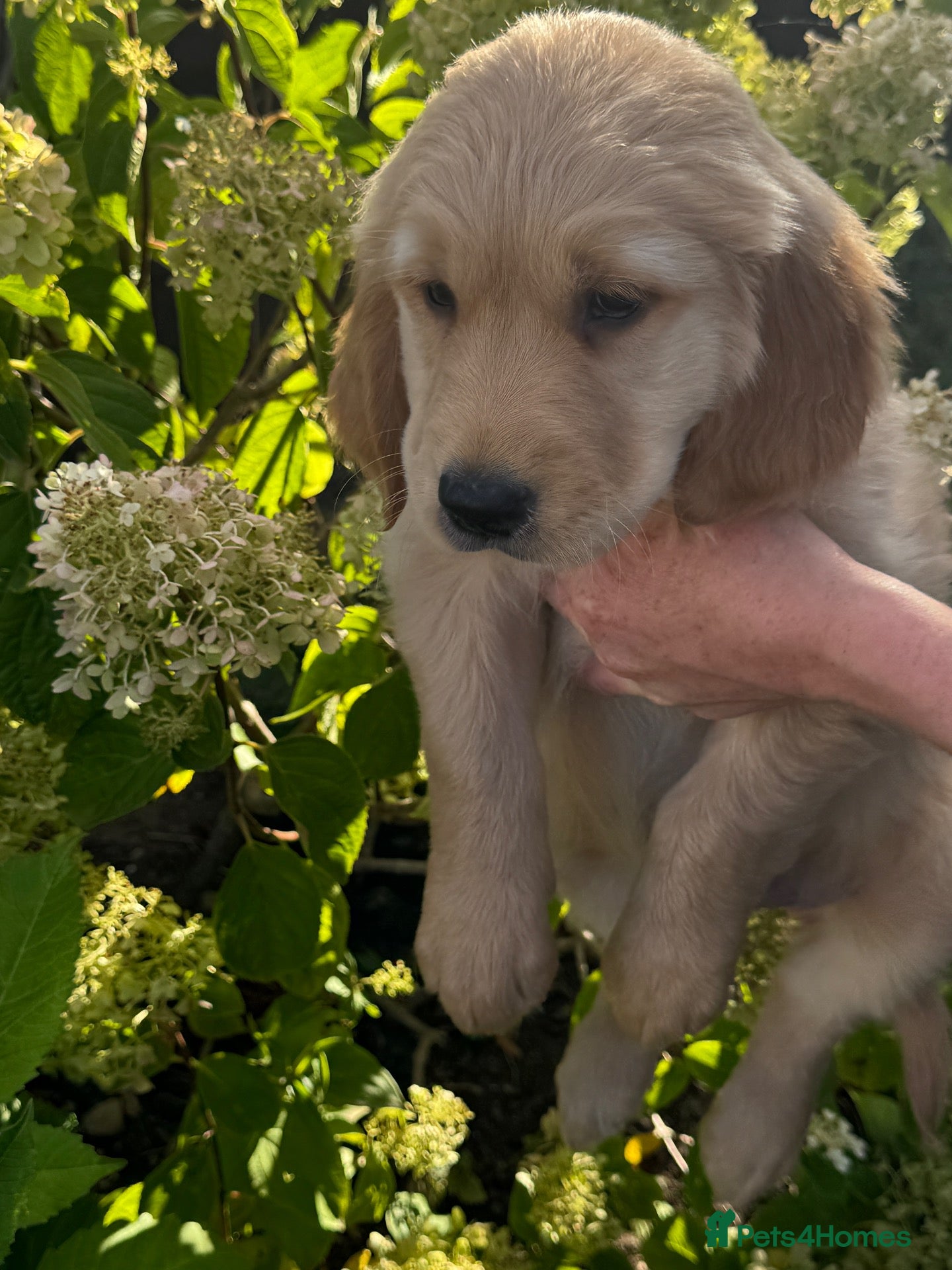 Golden Retriever dogs 1 boy remaining 💙KC registered golden retriever  - Advert 2