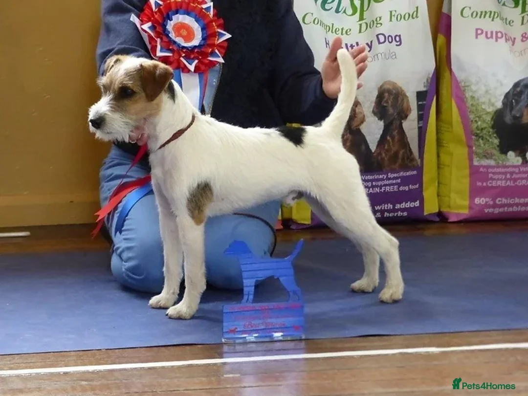 Parson Russell dogs for sale: Gorgeous Litter of Parson Terrier puppies  in Uxbridge - Advert 4