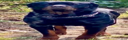 Rottweiler dogs for sale: Only 4 Beautiful Rottweiler Pups Ready in 2 weeks  - Advert 12