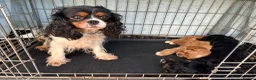 Cavapoo dogs for sale: Cavapoo (Girls) in High Wycombe - Advert 1