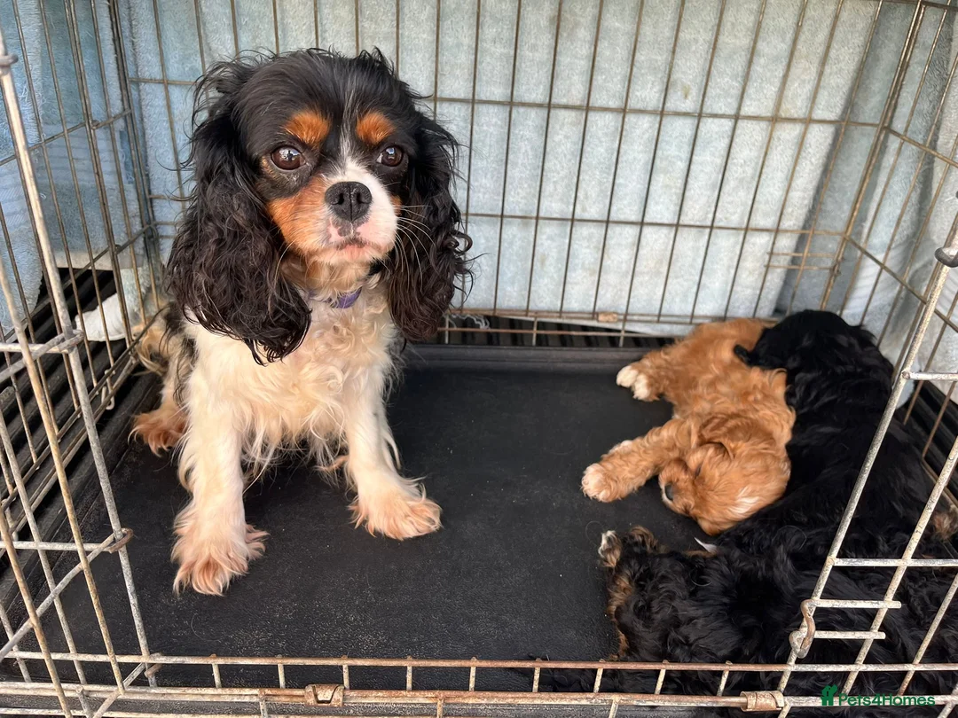 Cavapoo dogs for sale: Cavapoo (Girls) in High Wycombe - Advert 1