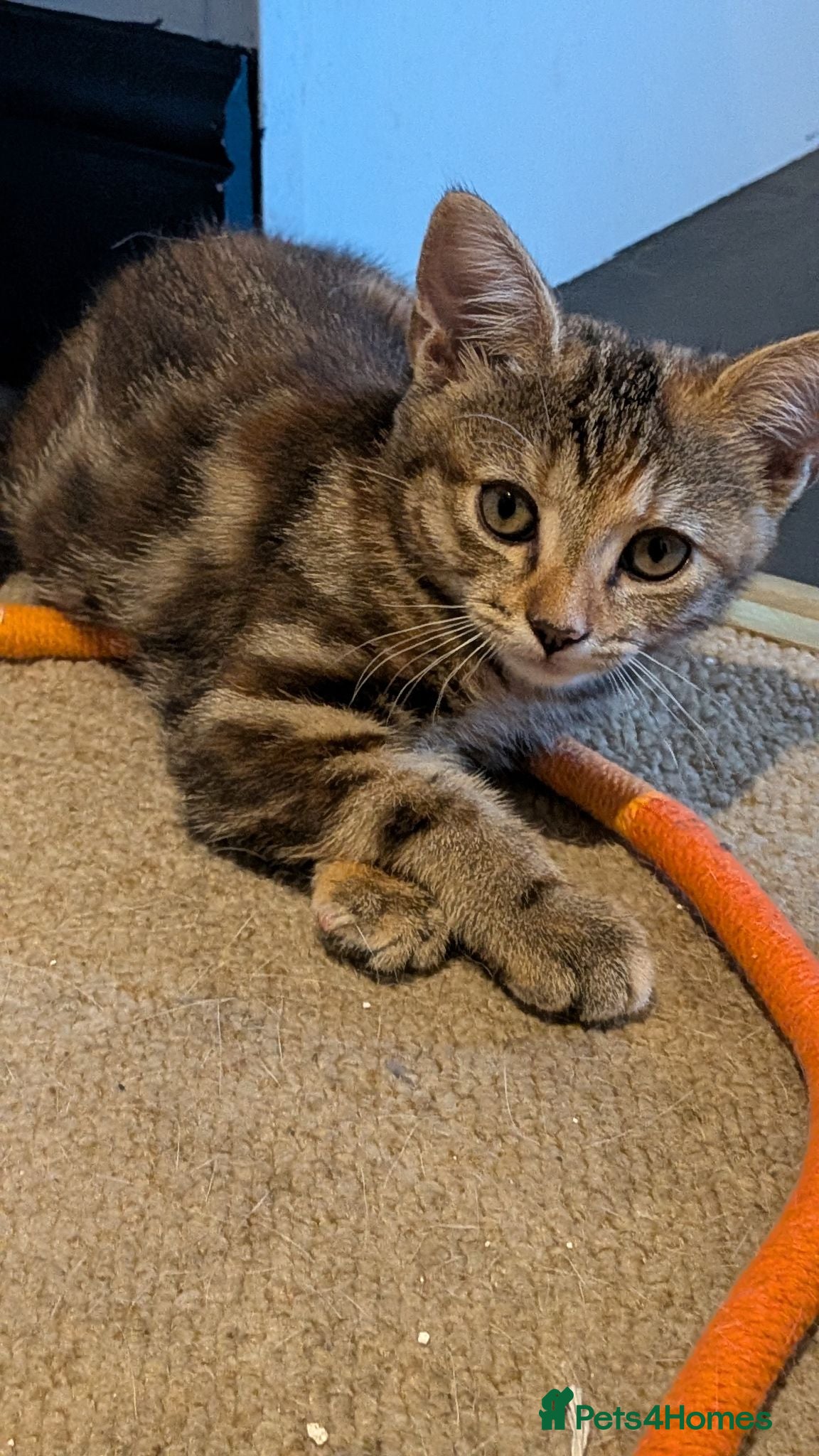 Mixed Breed cats Beautiful tabby mixed girl for sale - Advert 15
