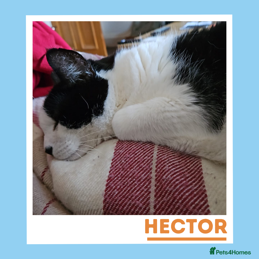 Mixed Breed cats for adoption: Gentle, Sweet Kitties in their Golden Years - Advert 5