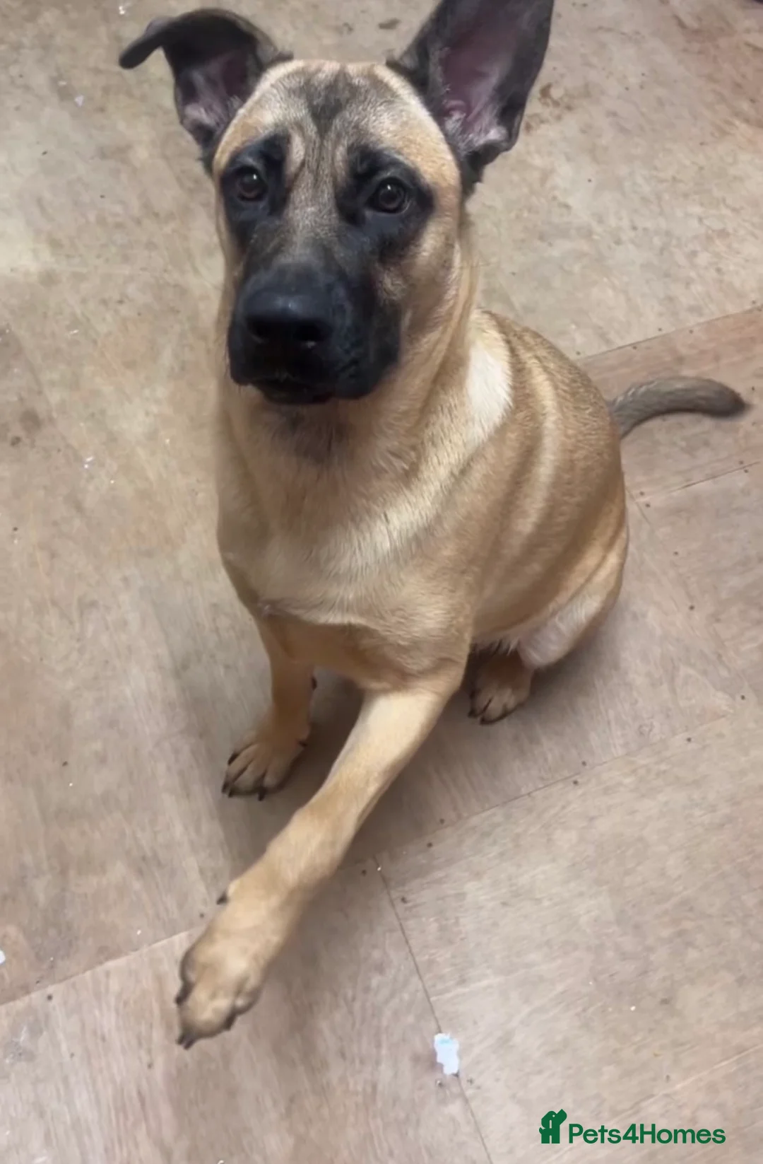 Mixed Breed dogs for sale: Rehoming And looking for a forever home - Advert 5